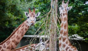 zoo